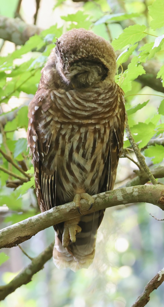 Barred Owl - ML620076353