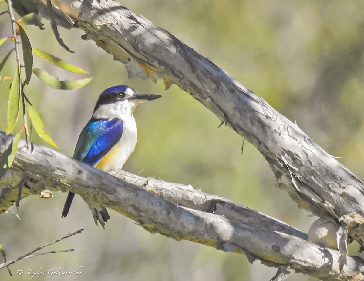 Forest Kingfisher - ML620076354