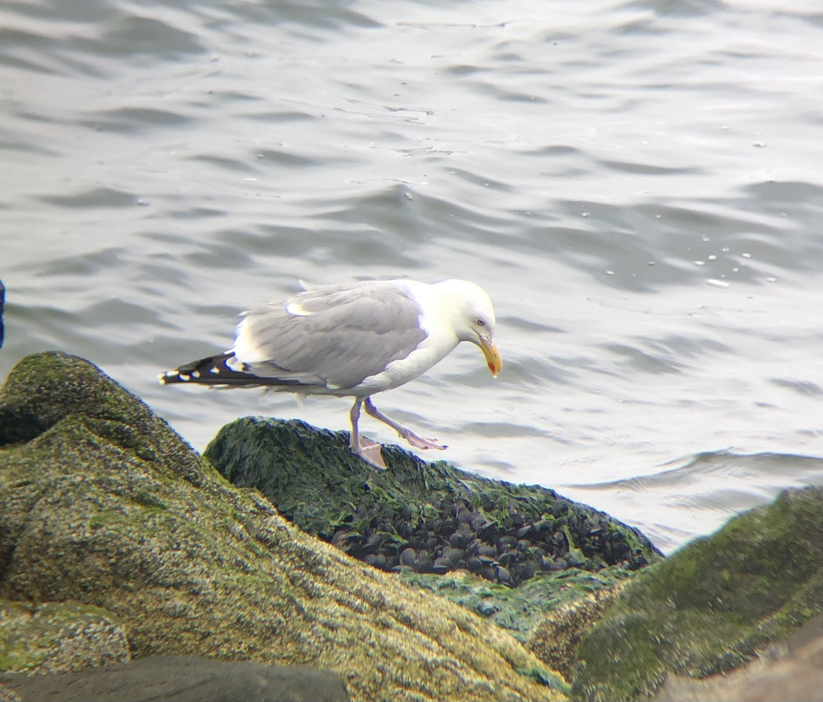 Herring Gull (American) - ML620076371