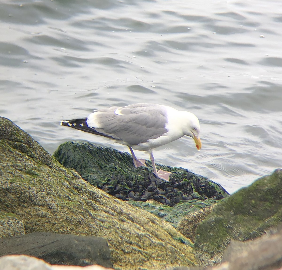 Herring Gull (American) - ML620076372