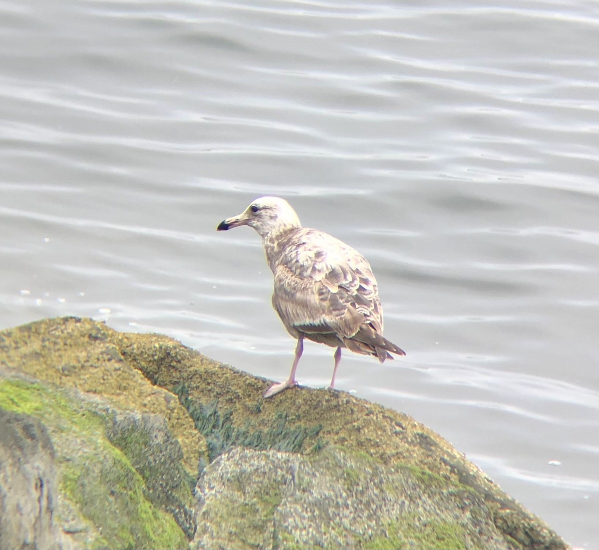 Herring Gull (American) - ML620076380