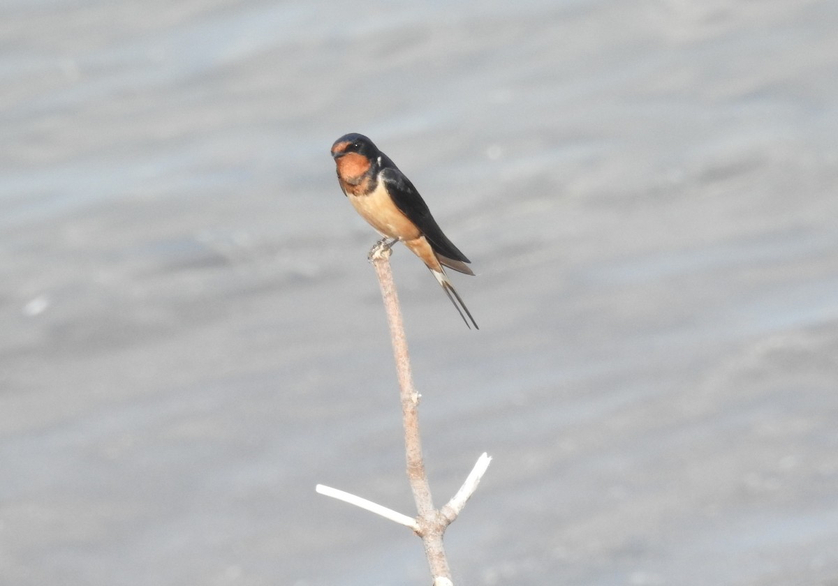 Barn Swallow - ML620076383