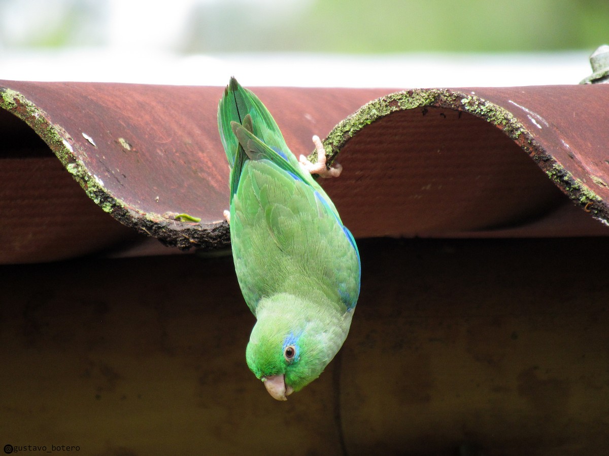 Spectacled Parrotlet - ML620076384
