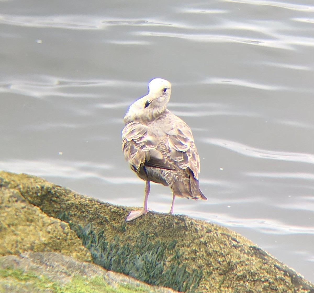 Herring Gull (American) - ML620076386