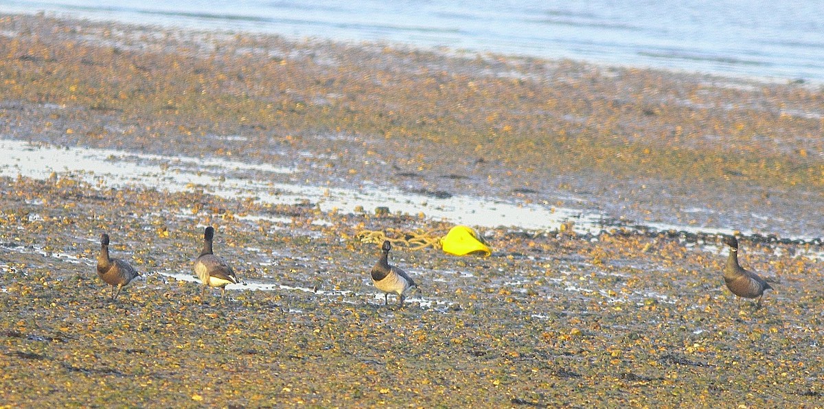 Brant (Atlantic) - ML620076418