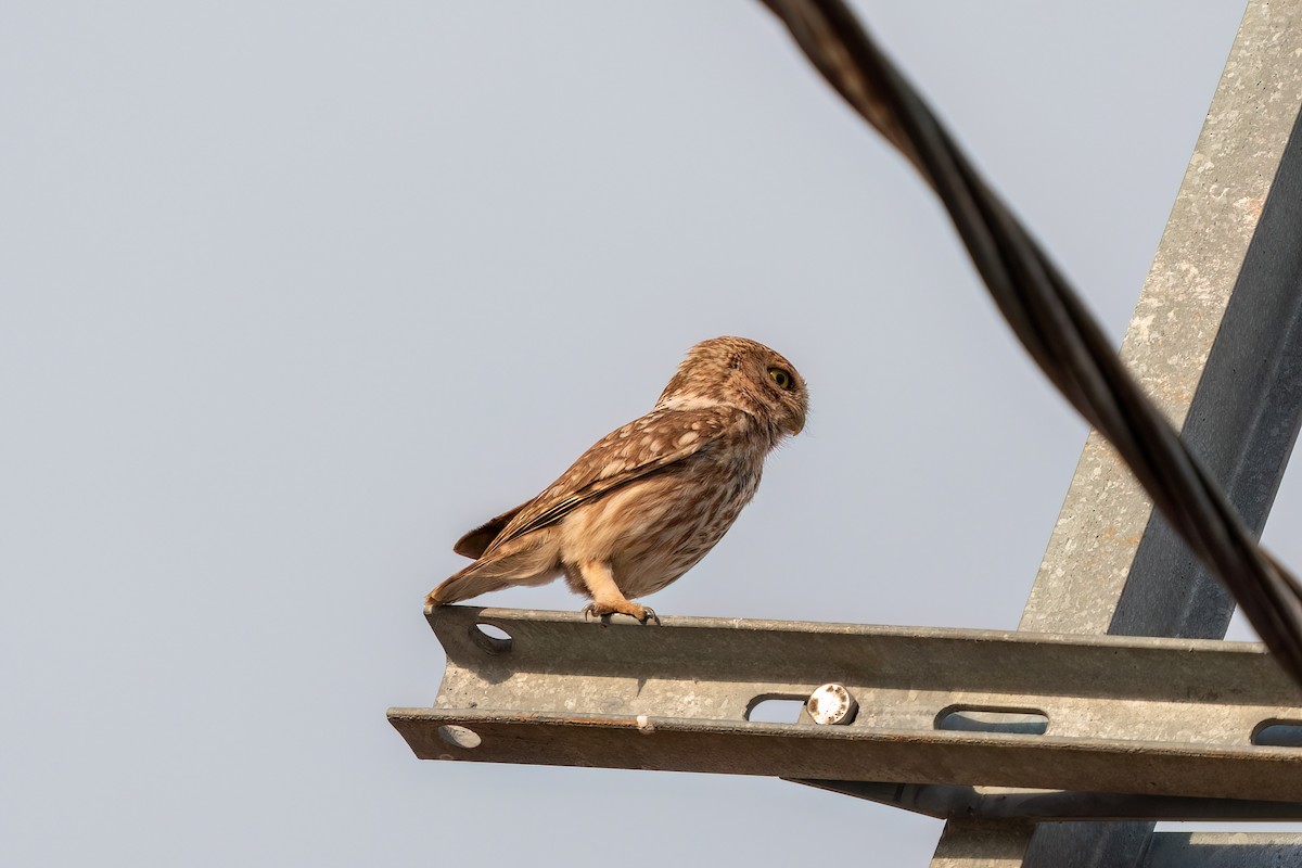 Little Owl - ML620076420