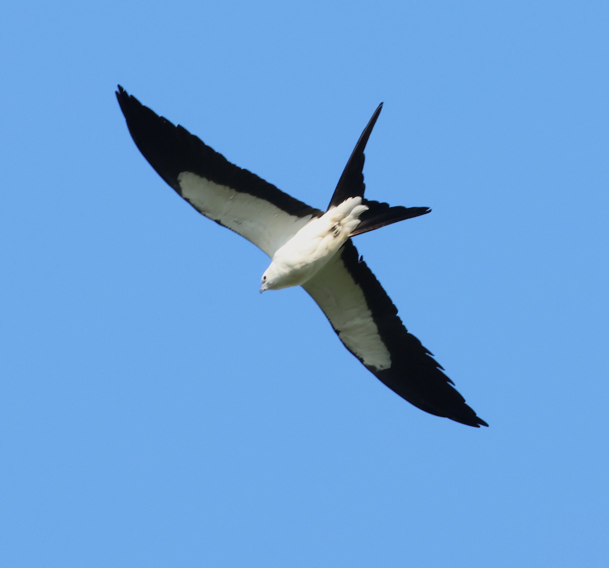 Swallow-tailed Kite - ML620076422