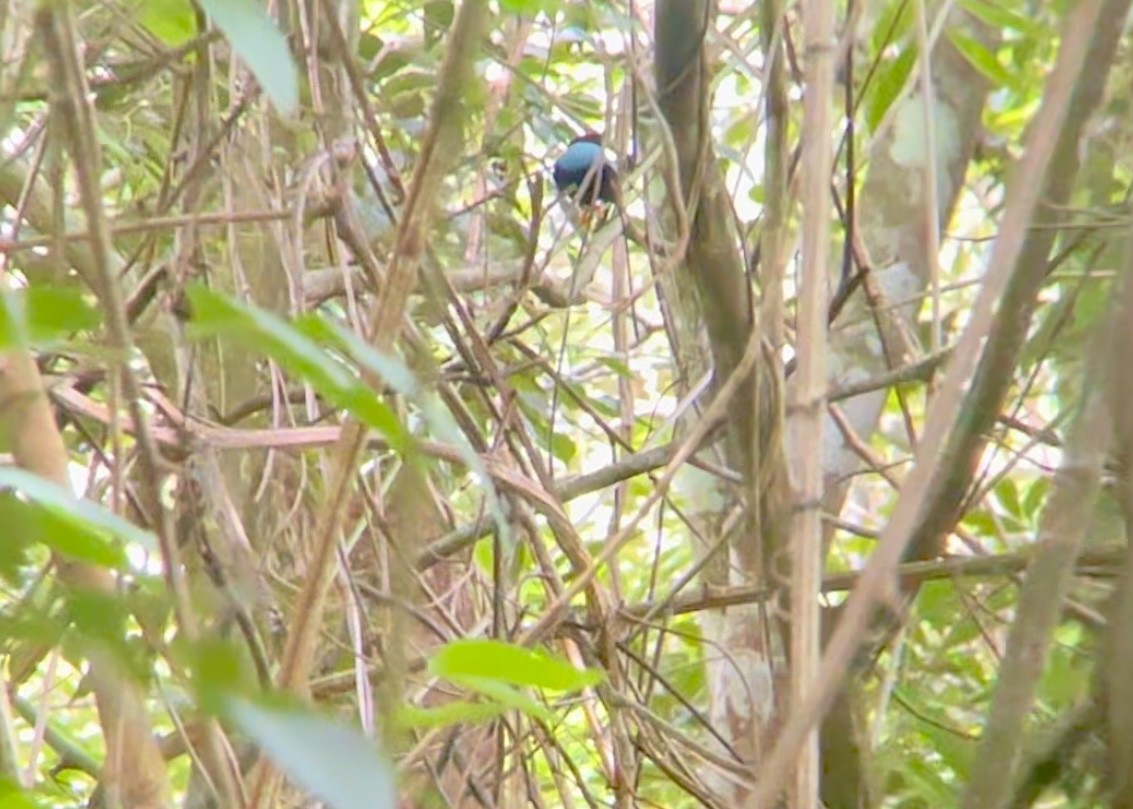 Long-tailed Manakin - ML620076423