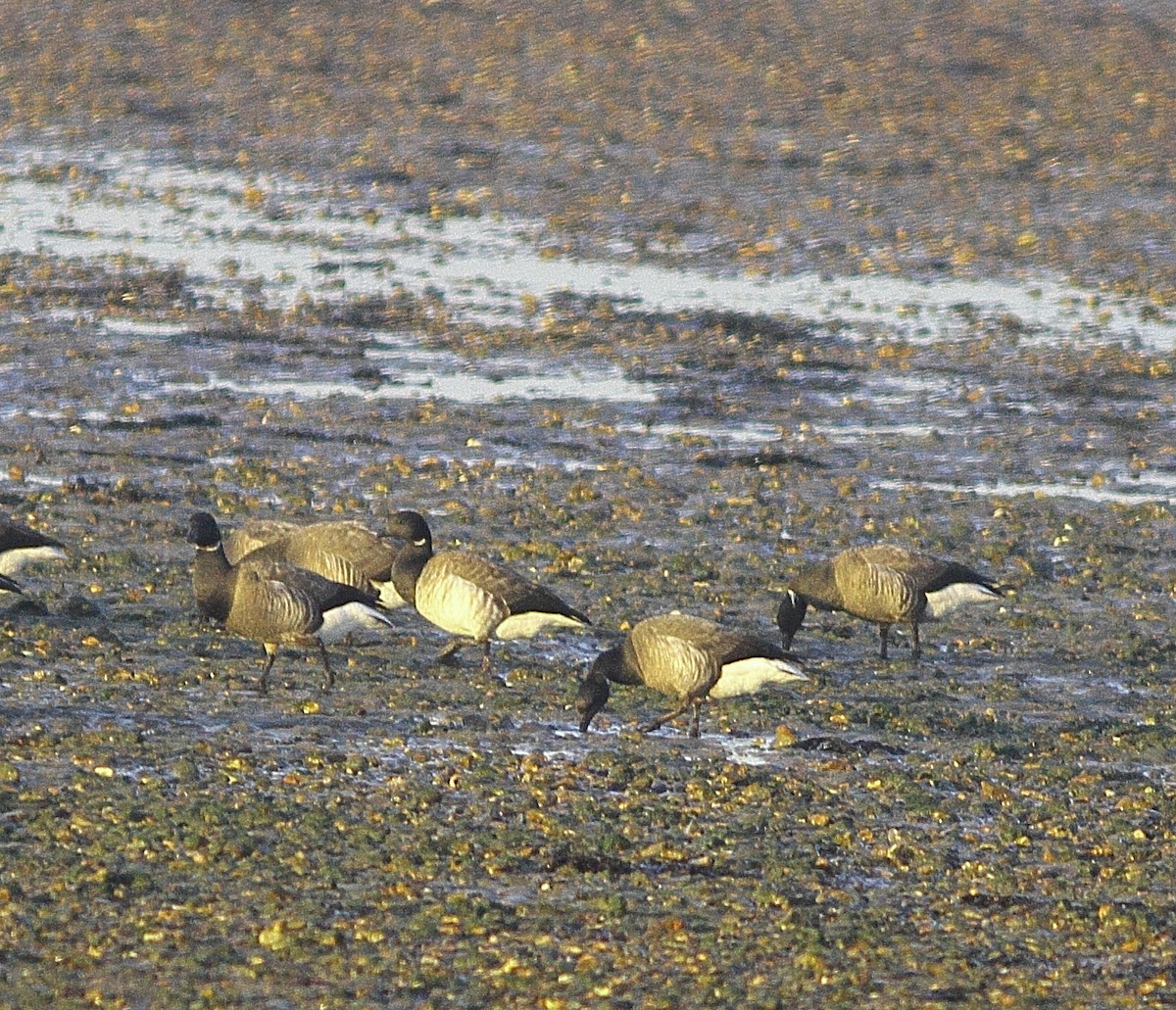 berneška tmavá (ssp. hrota) - ML620076426