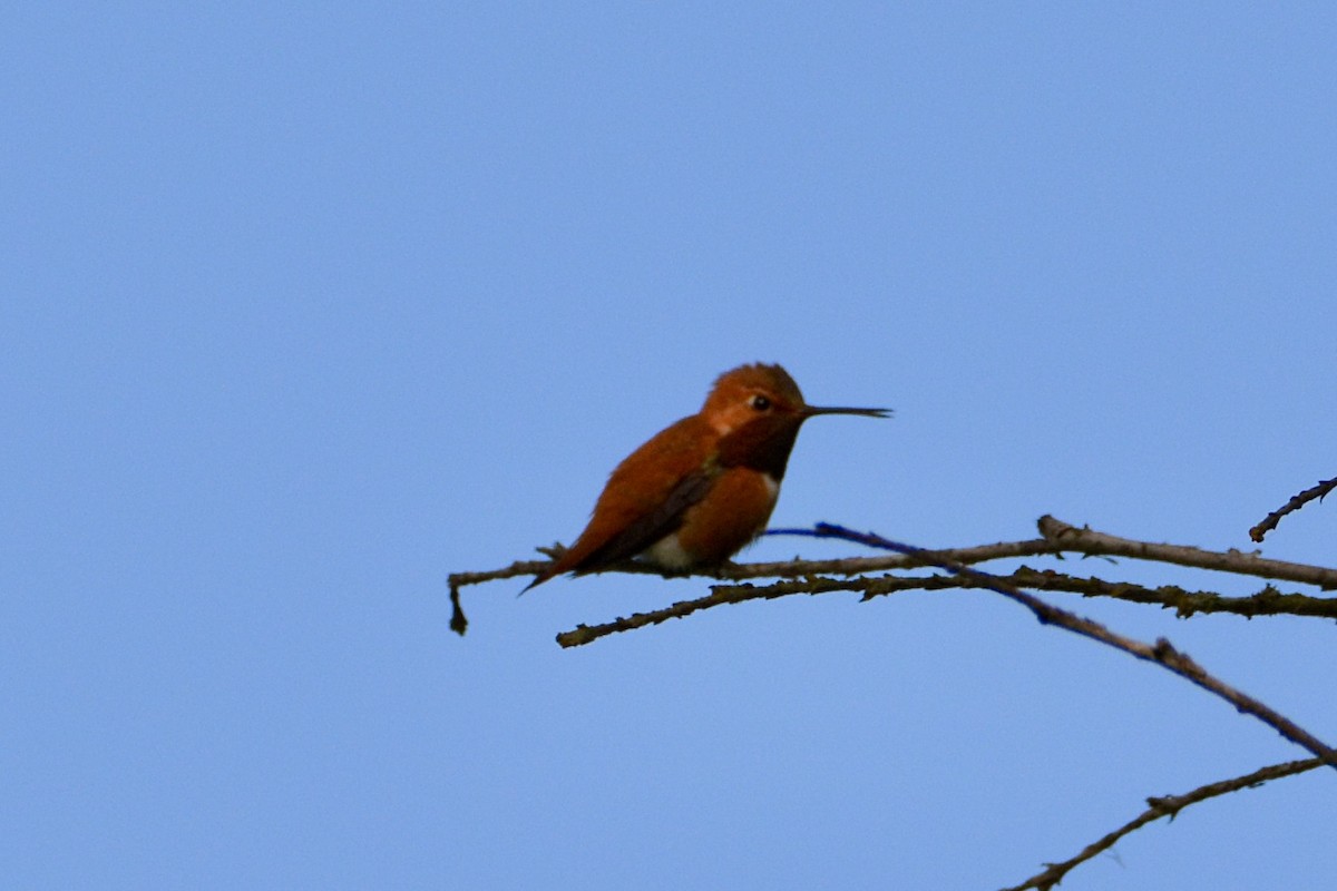 Rufous Hummingbird - ML620076452