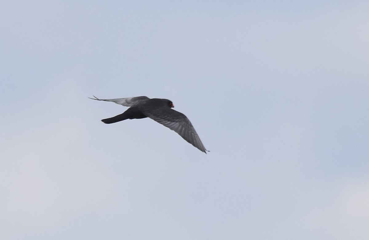 Red-footed Falcon - ML620076455