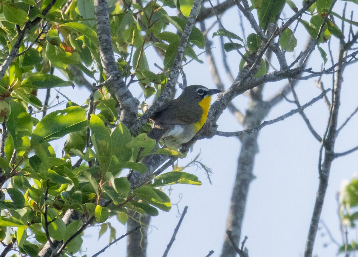 Yellow-breasted Chat - ML620076484