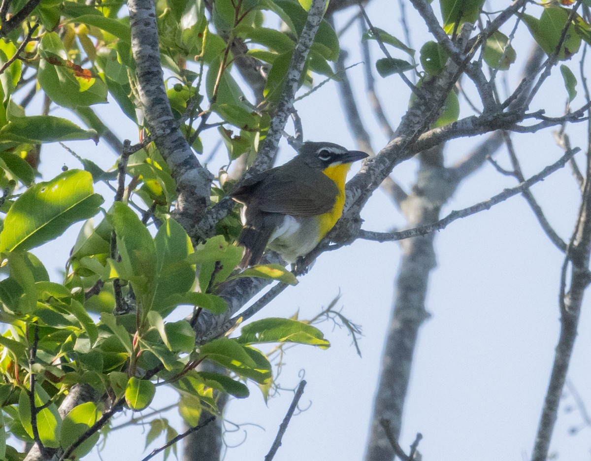 Yellow-breasted Chat - ML620076485