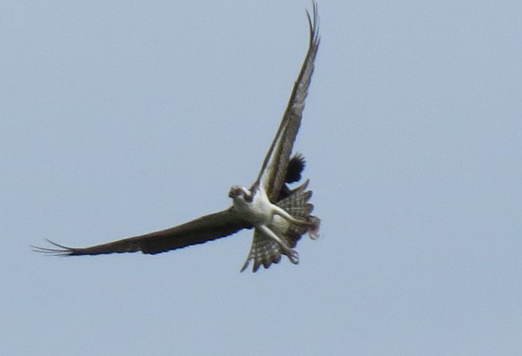 Águila Pescadora - ML620076504