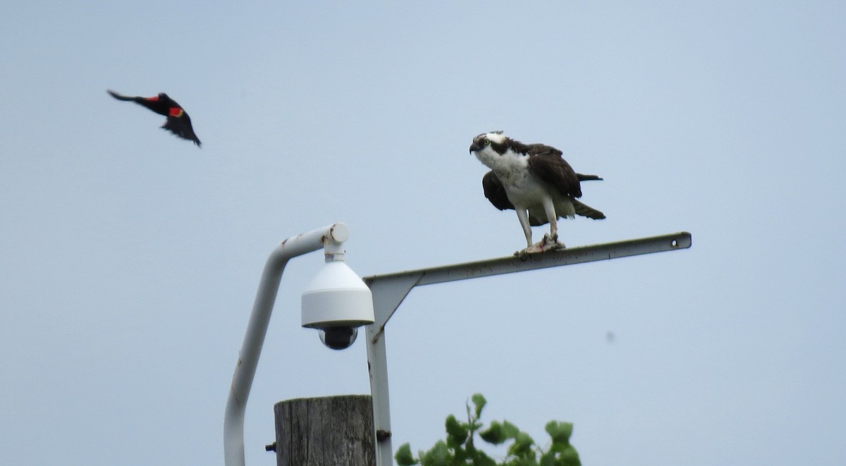 Águila Pescadora - ML620076506