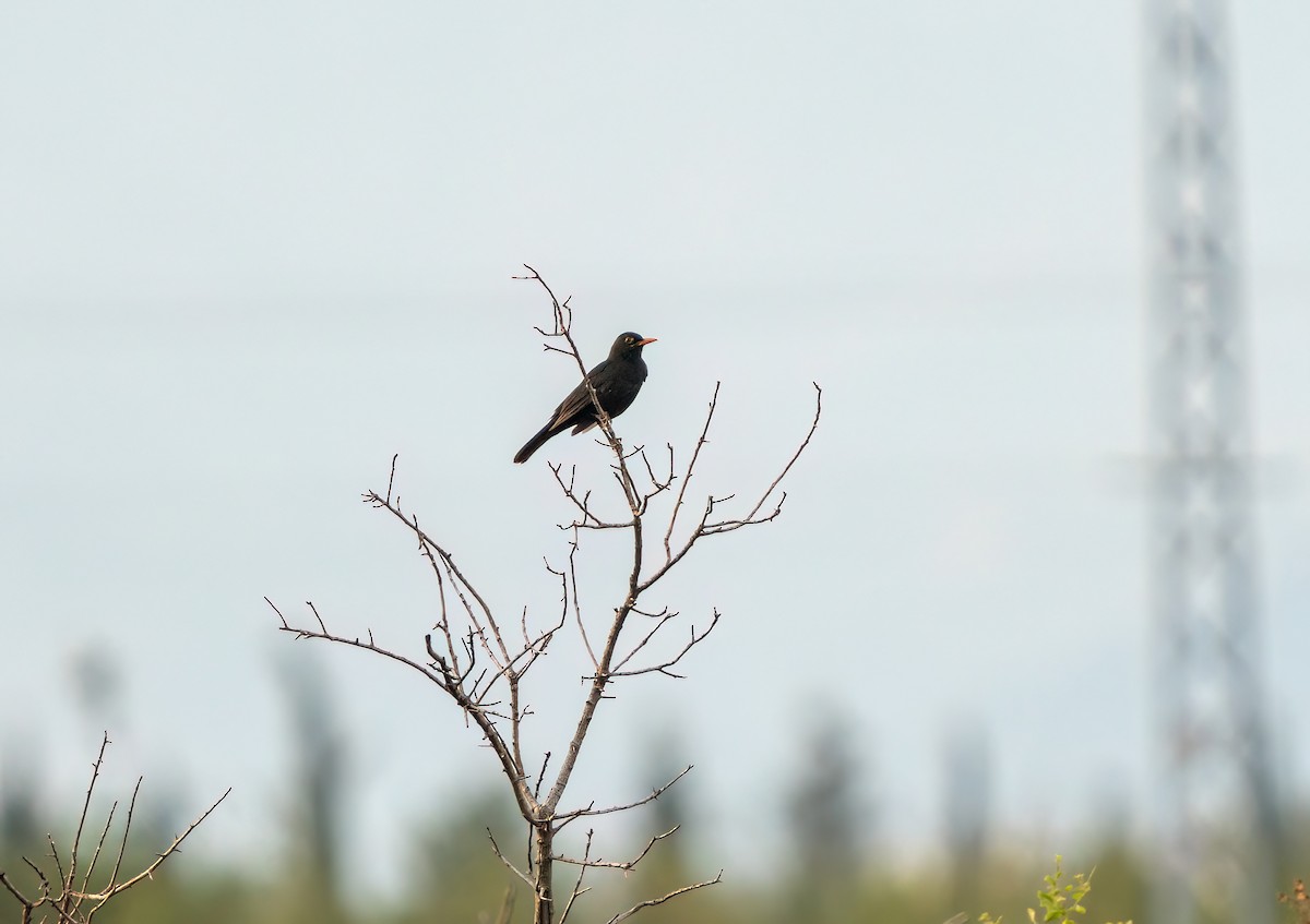 Eurasian Blackbird - ML620076522