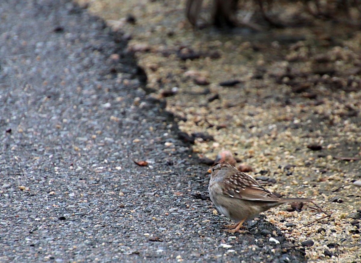 Golden-crowned Sparrow - ML620076536