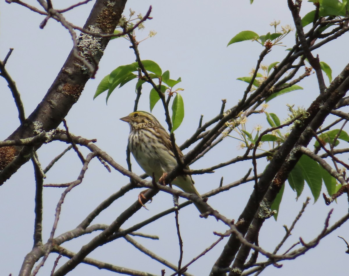 Savannah Sparrow - ML620076537