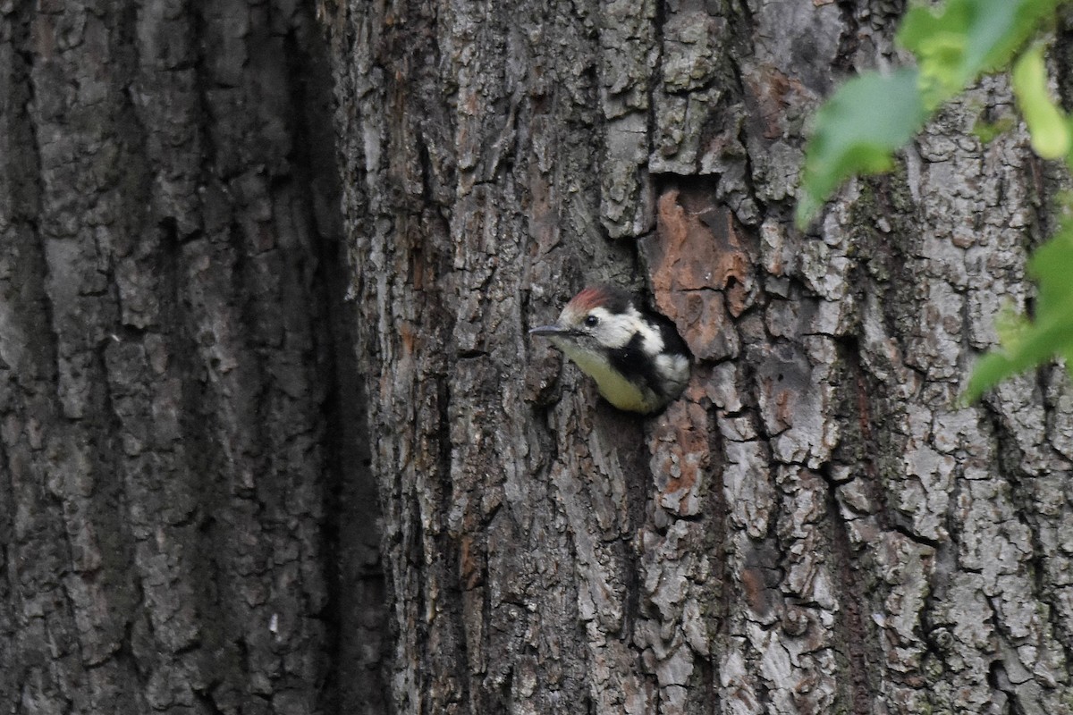 Middle Spotted Woodpecker - Lukasz Pulawski