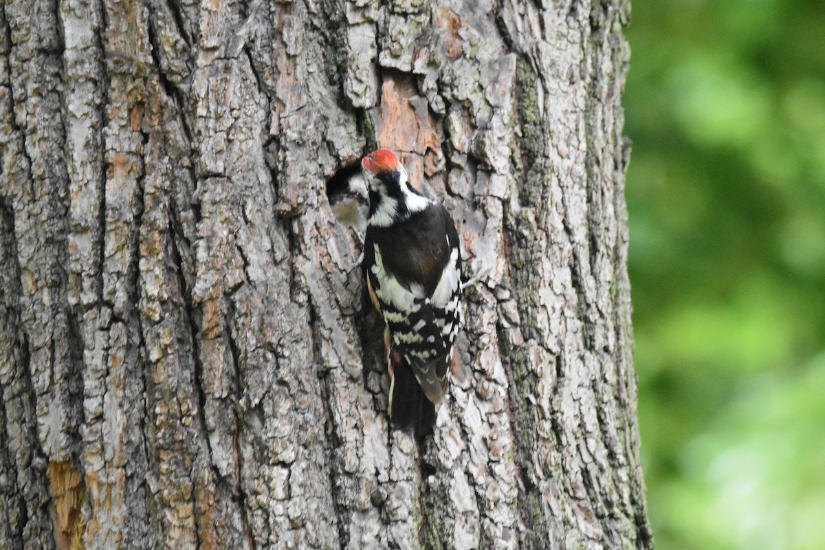 Middle Spotted Woodpecker - ML620076551