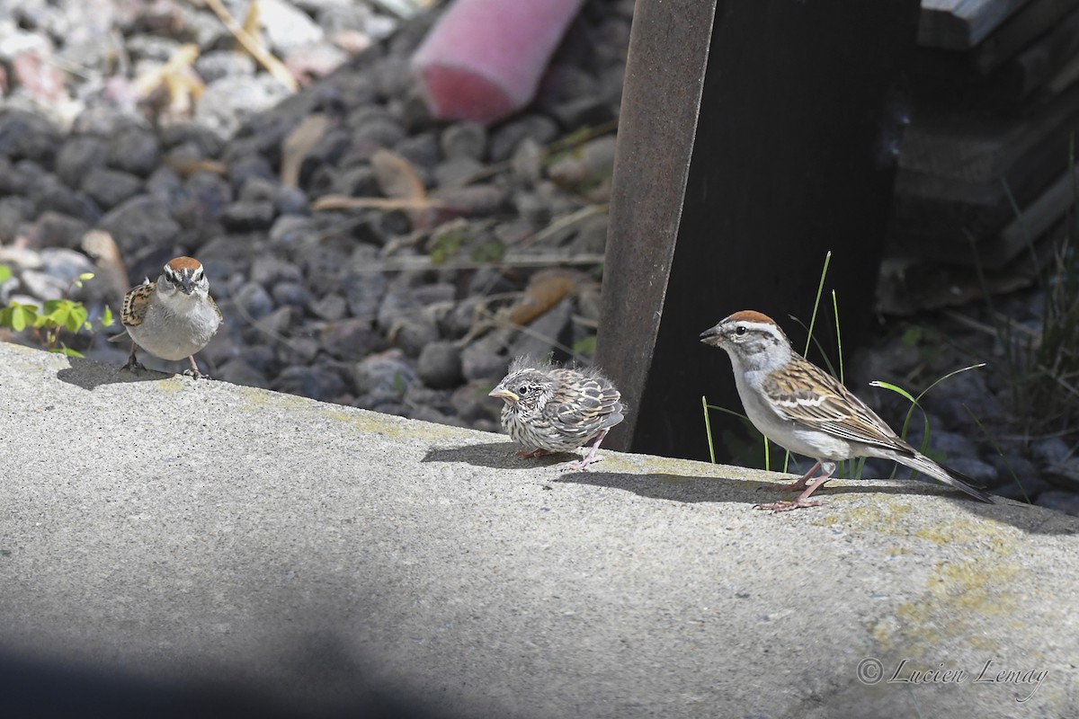 Chipping Sparrow - ML620076556