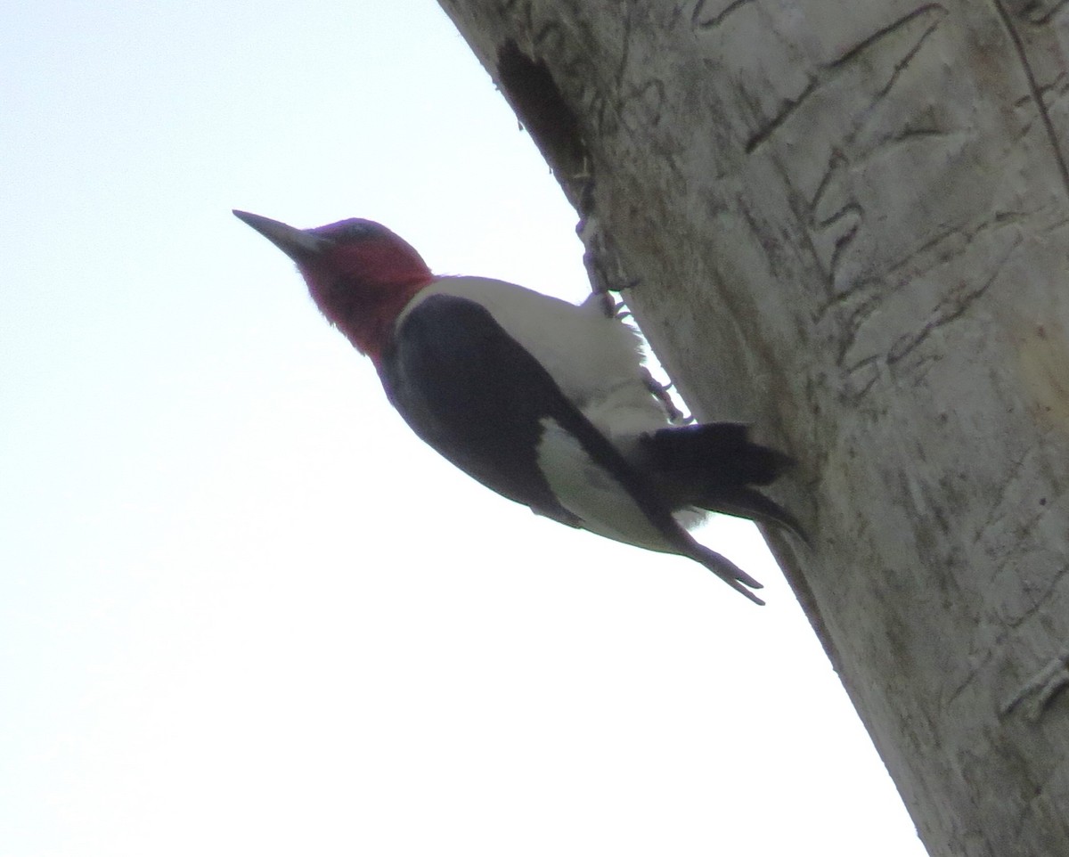 Red-headed Woodpecker - ML620076573