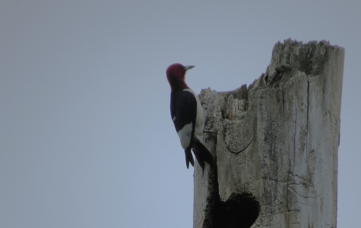 Red-headed Woodpecker - ML620076574