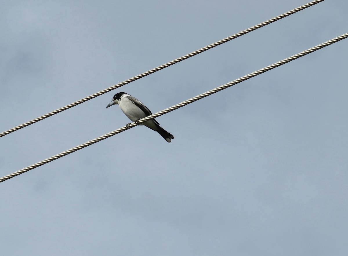 Gray Butcherbird - ML620076590