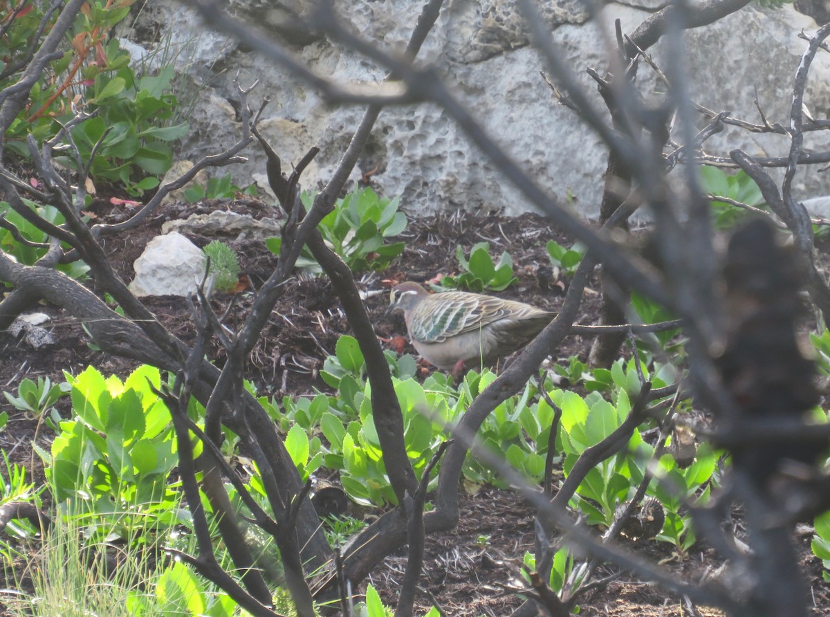 Common Bronzewing - ML620076594