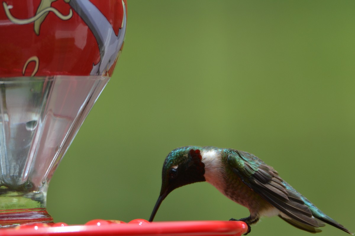 Ruby-throated Hummingbird - ML620076597