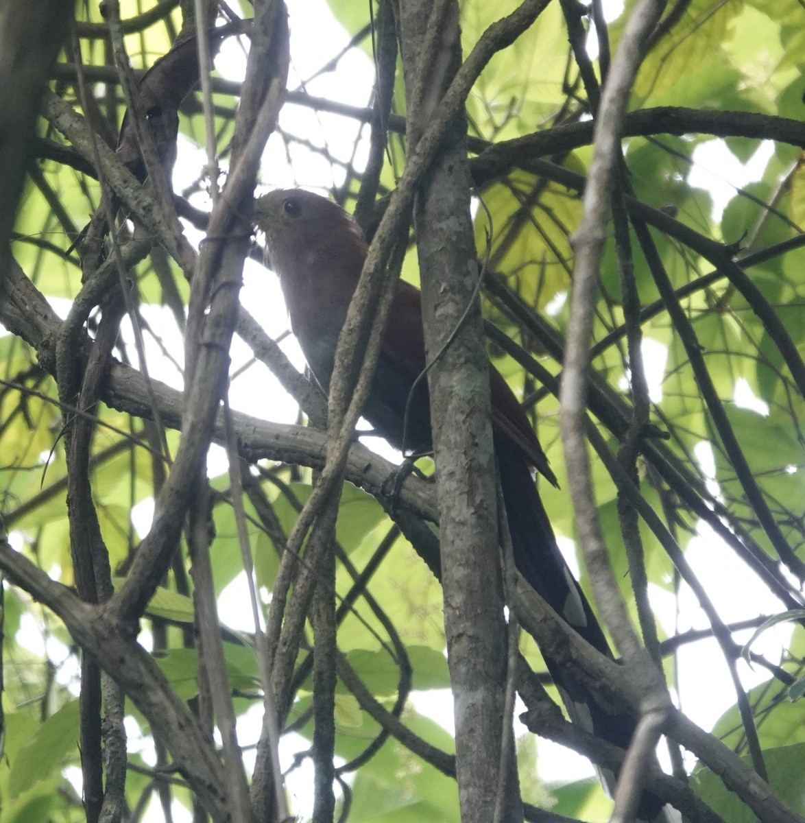 Squirrel Cuckoo - ML620076622