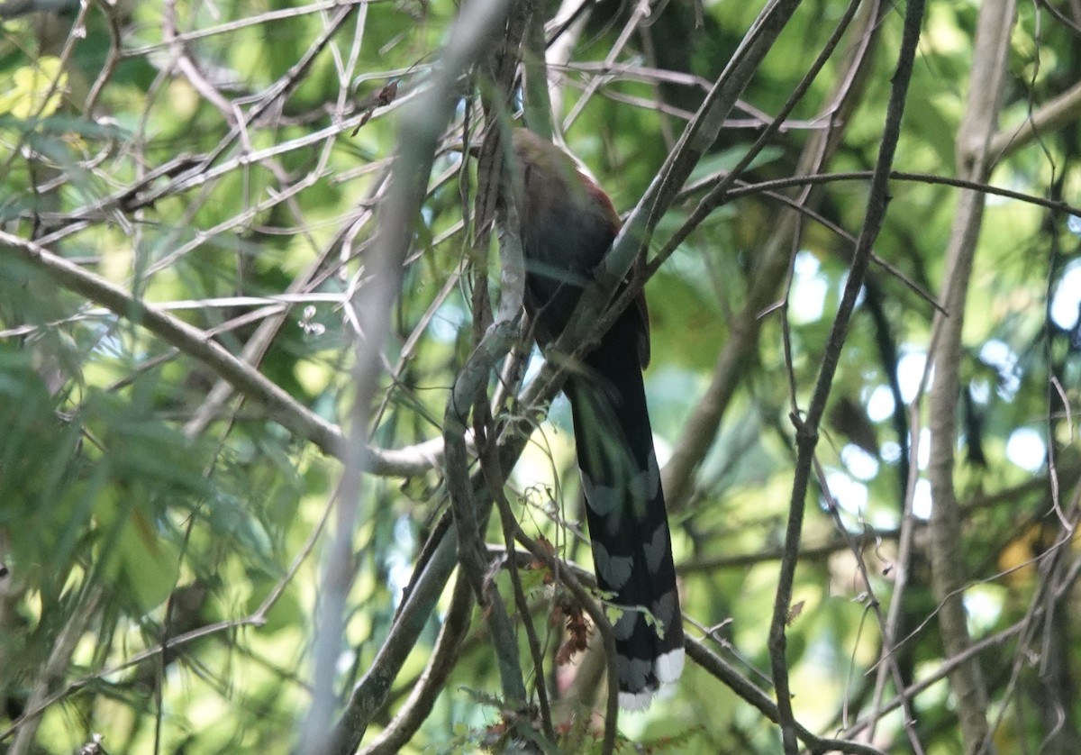 Squirrel Cuckoo - ML620076623