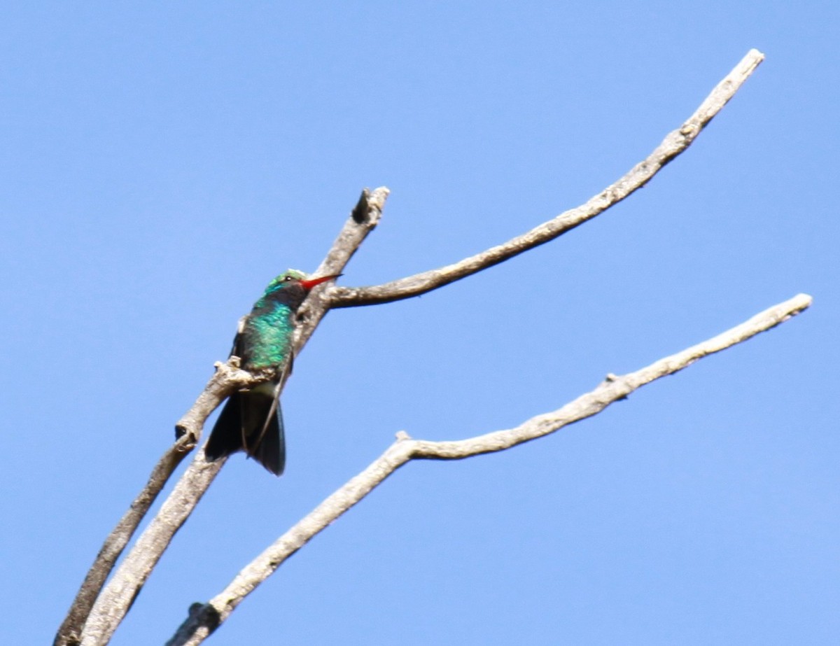 kolibřík širokozobý - ML620076637