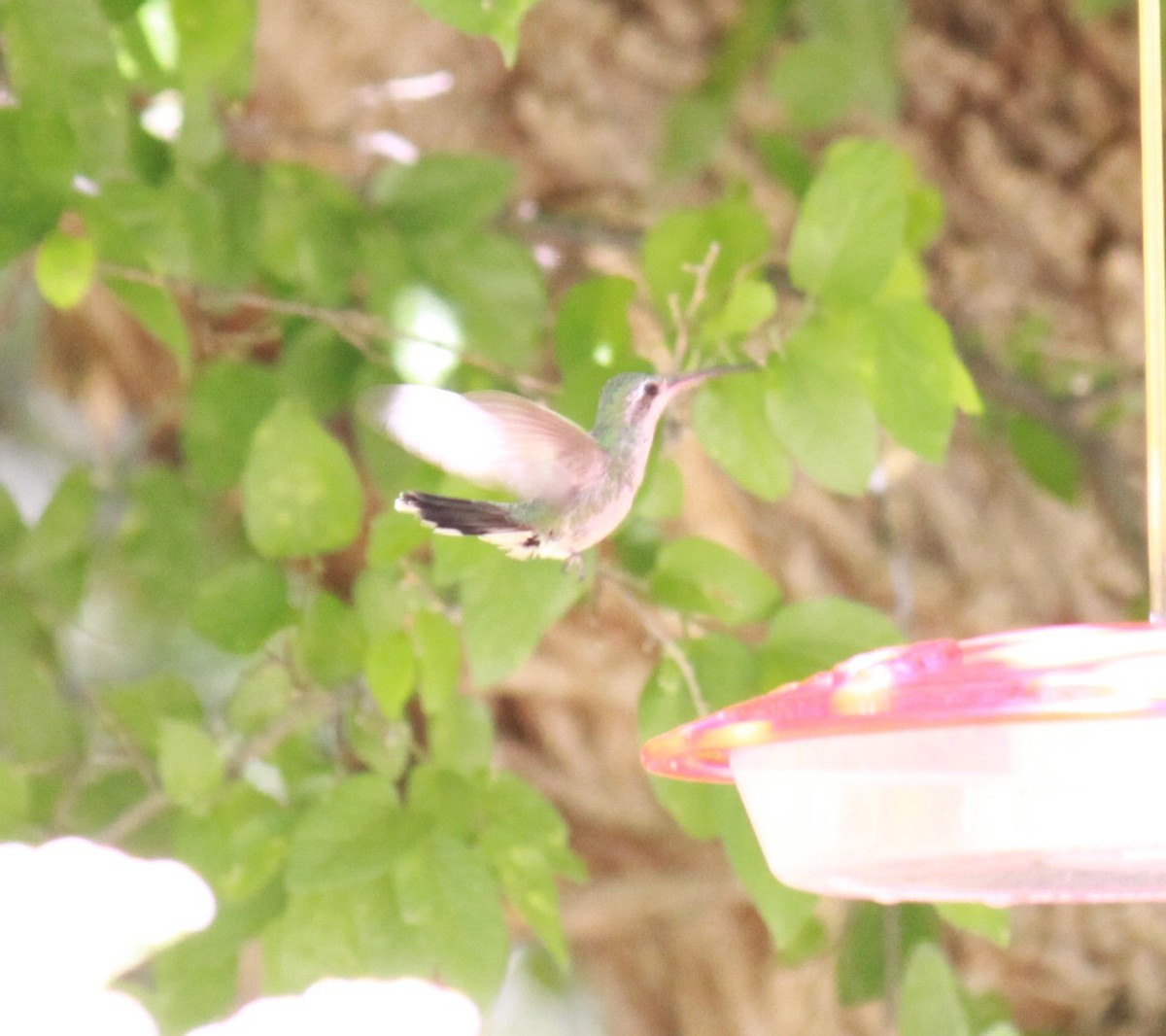 Broad-billed Hummingbird - ML620076642