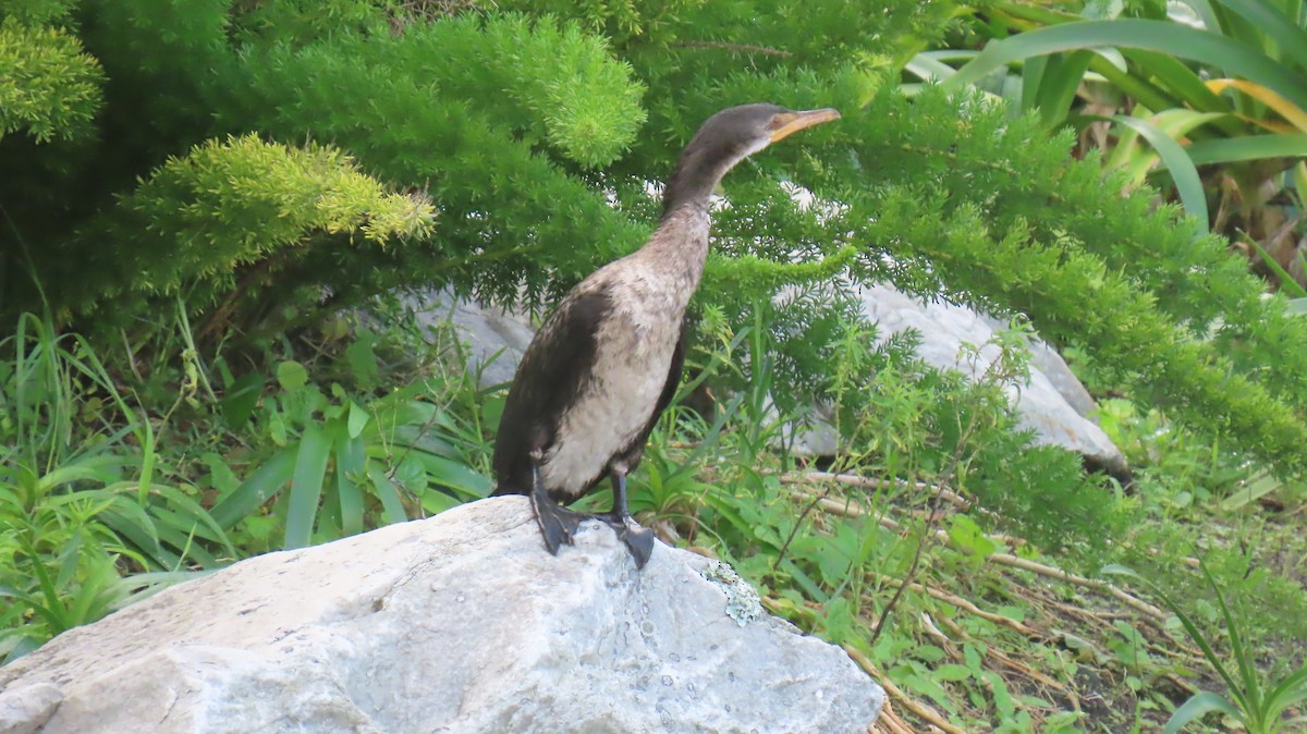 Long-tailed Cormorant - ML620076647
