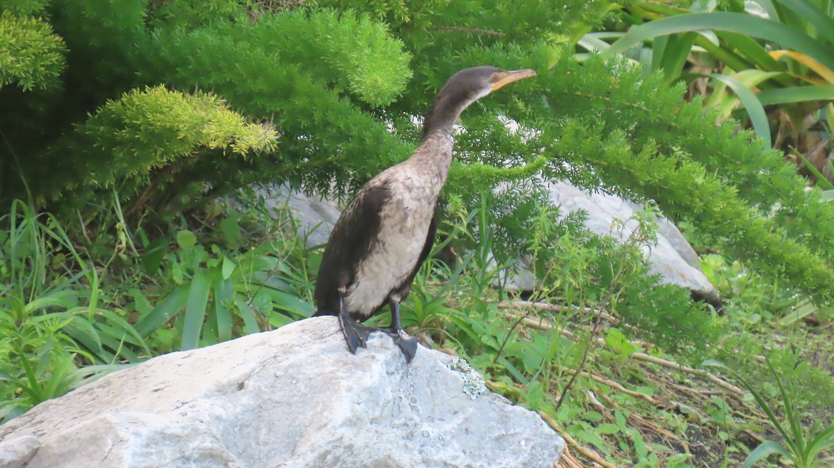 Reed Cormorant - ML620076647