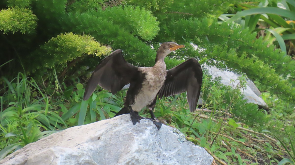 Reed Cormorant - ML620076659