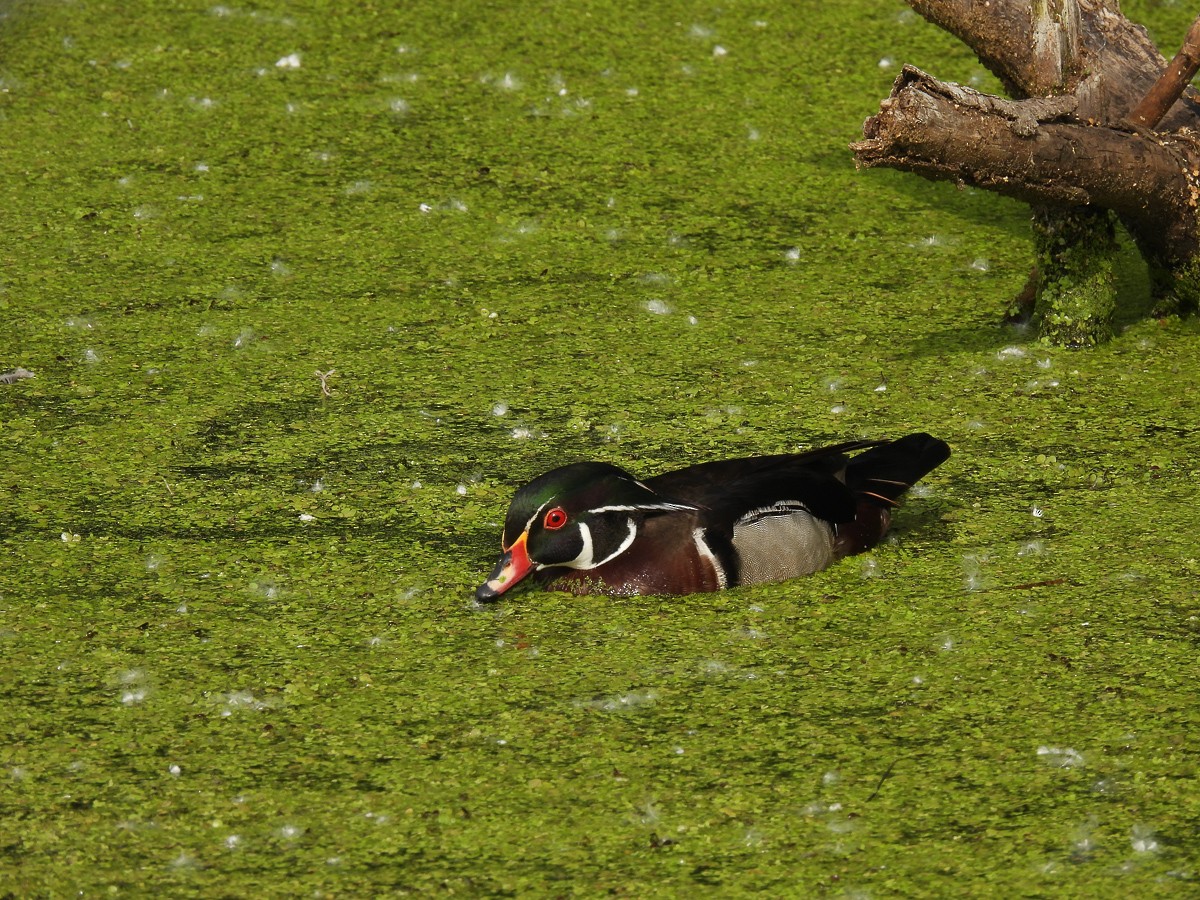 Wood Duck - ML620076697