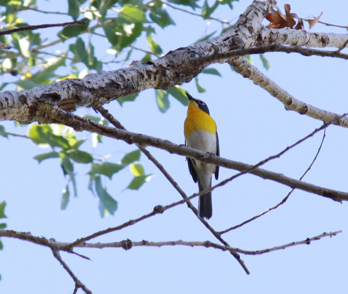 Yellow-breasted Chat - ML620076701