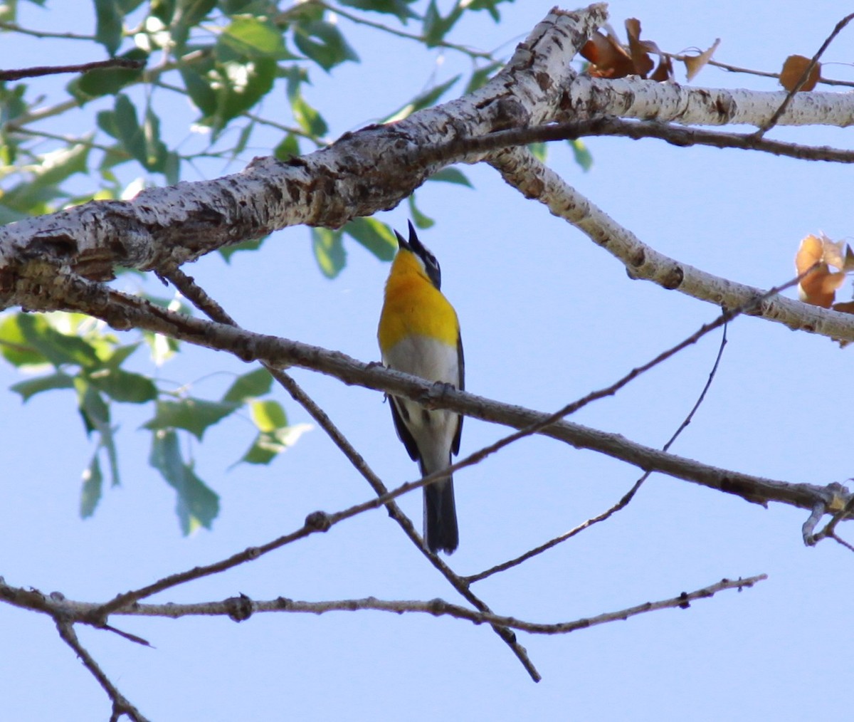 Yellow-breasted Chat - ML620076704
