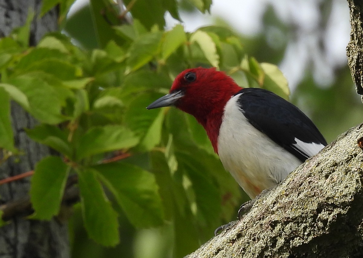 Red-headed Woodpecker - ML620076705