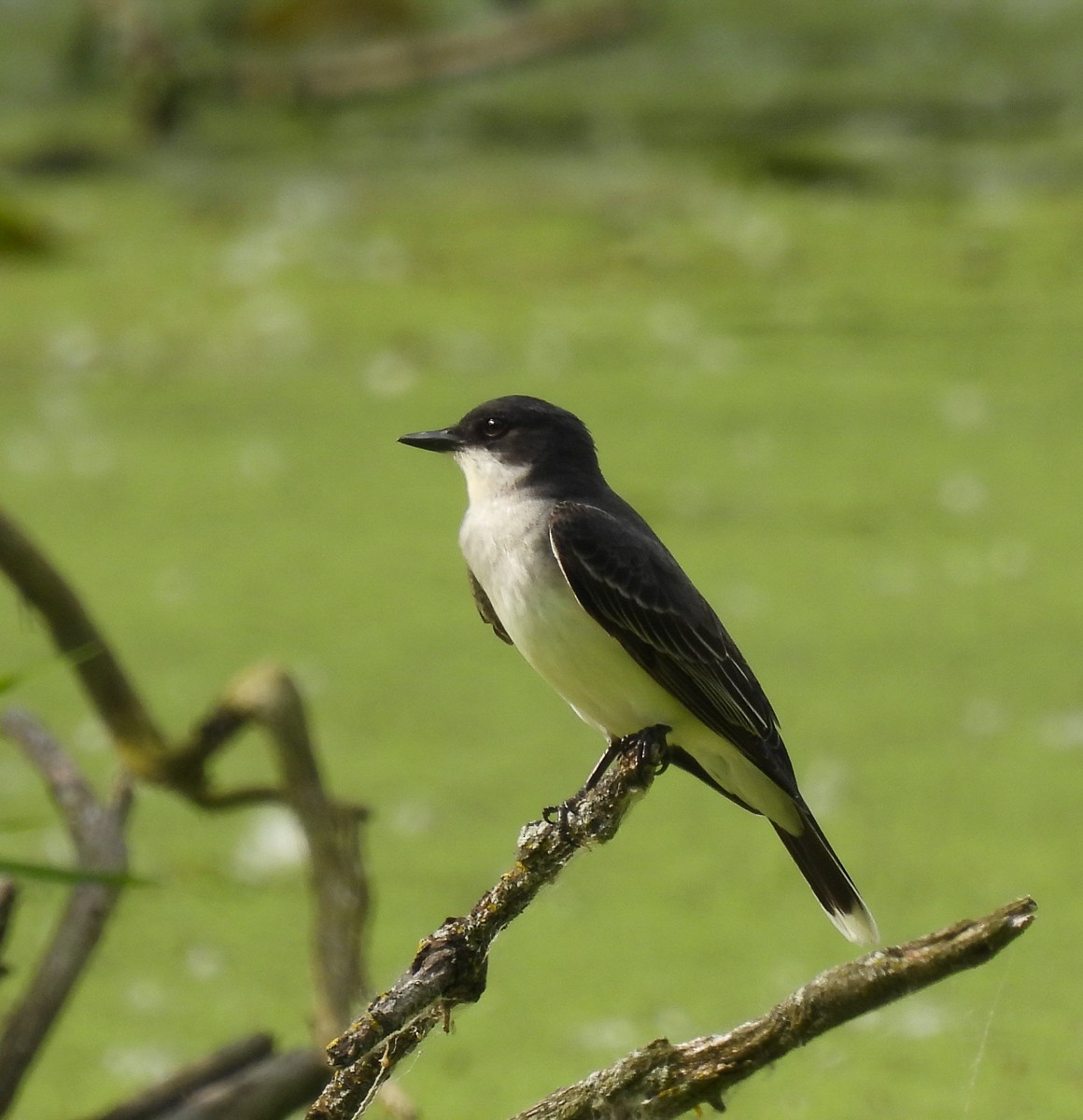 Eastern Kingbird - ML620076713