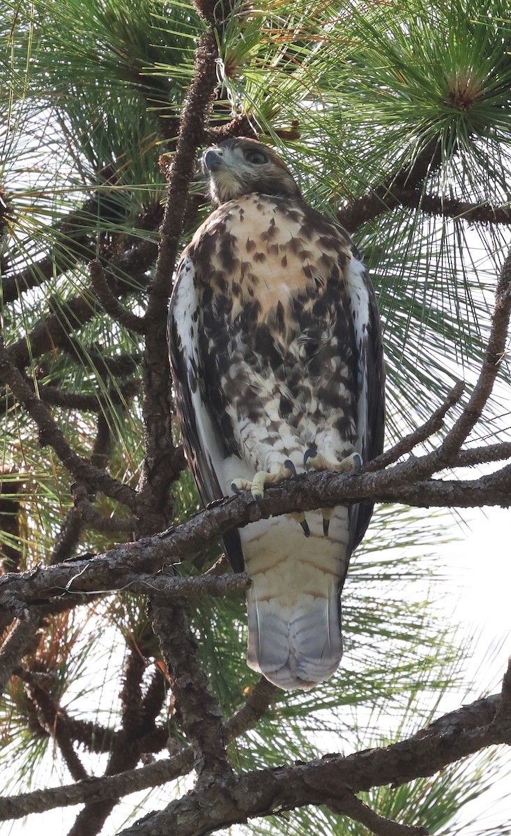 Red-tailed Hawk - ML620076727
