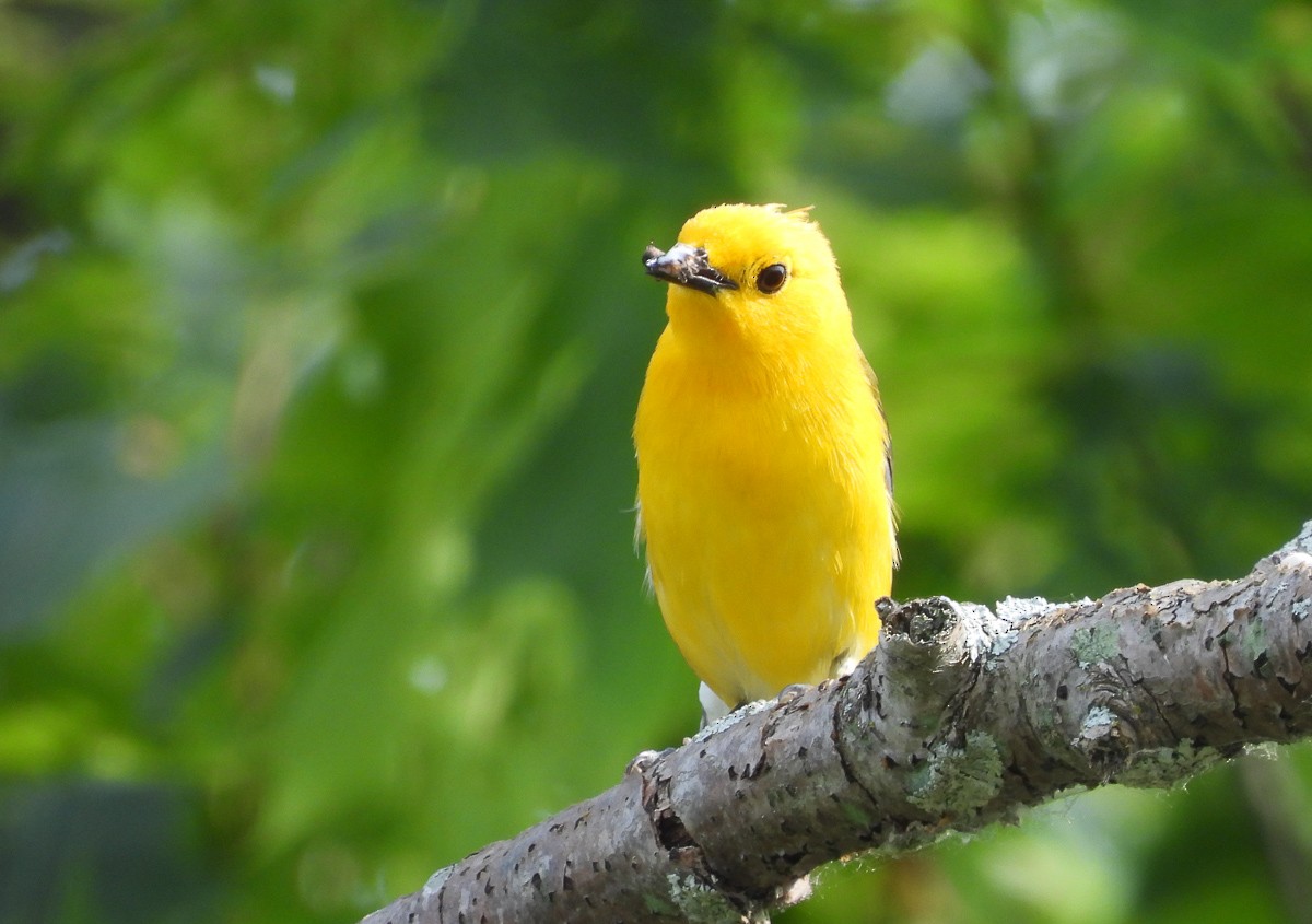 Prothonotary Warbler - ML620076730