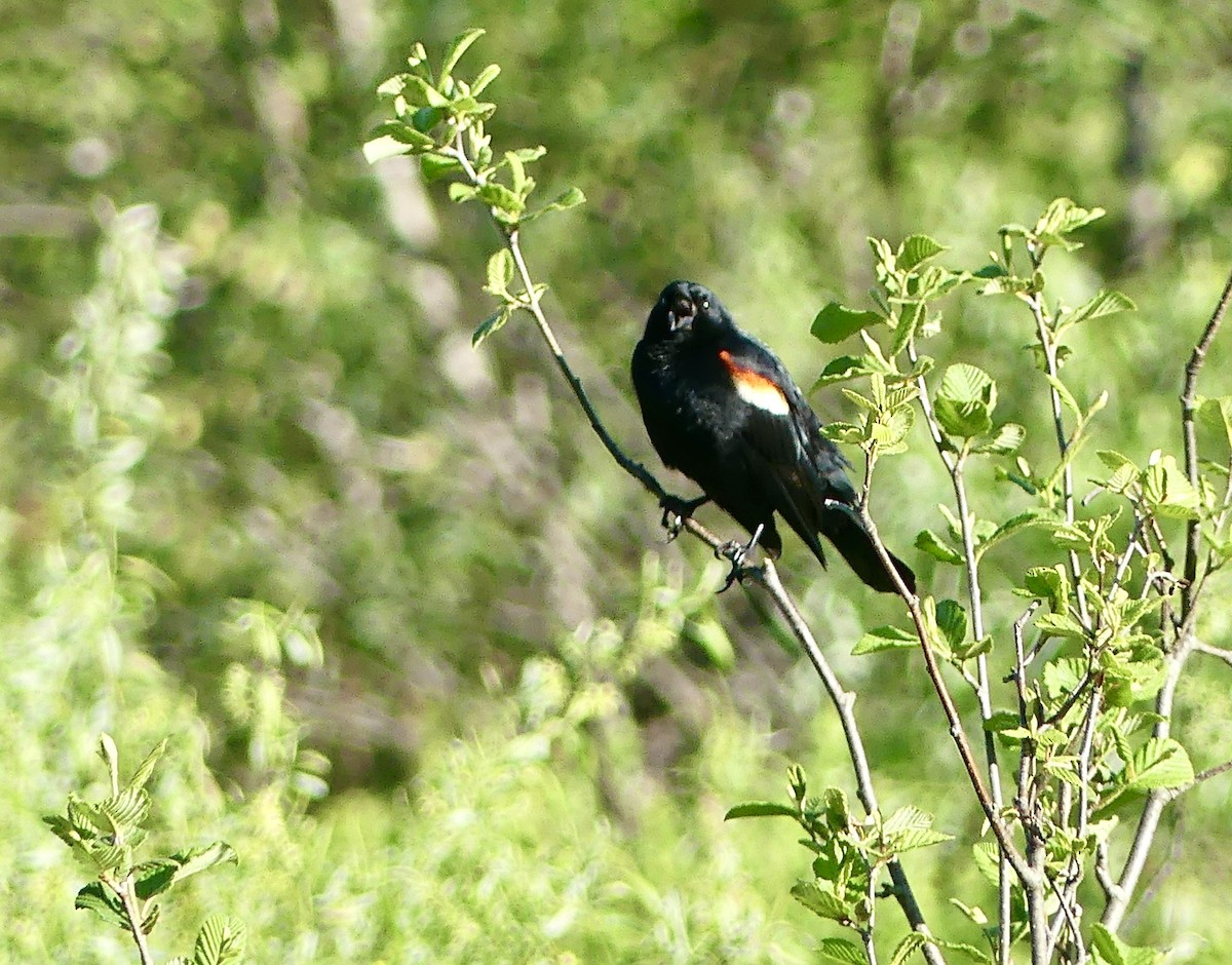 Red-winged Blackbird - ML620076731