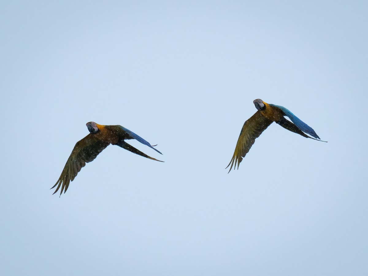 Blue-and-yellow Macaw - ML620076743