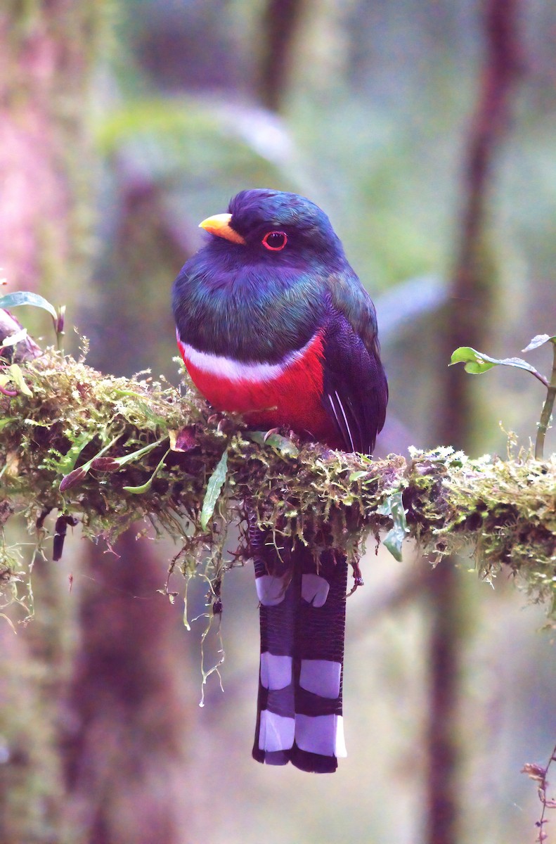 Masked Trogon - ML620076745