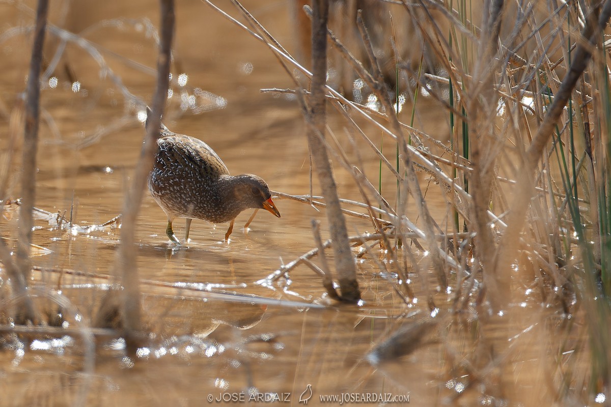 Spotted Crake - ML620076746
