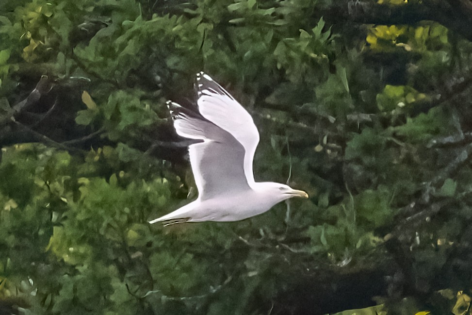 Herring Gull - ML620076748