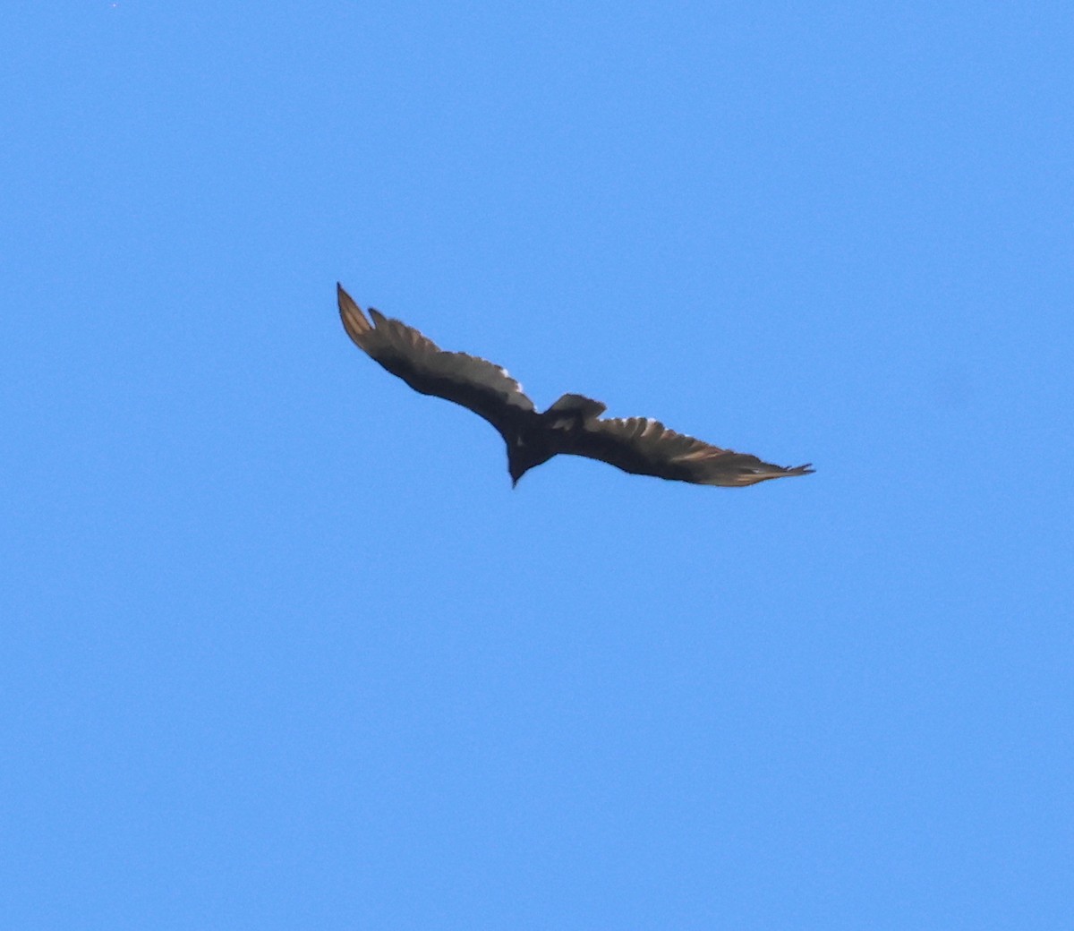 Turkey Vulture - ML620076771